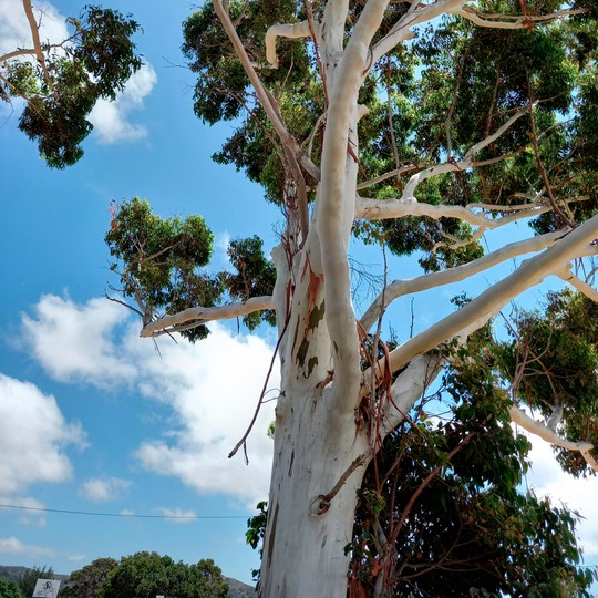 Eucalyptus Grandis - Vista 3